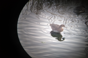 Garganey WS Aug 28th Adam Salmon.jpg